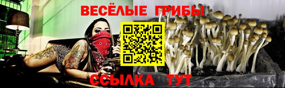 Псилоцибиновые грибы GOLDEN TEACHER Усть-Джегута